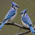 Blue Jay Tech